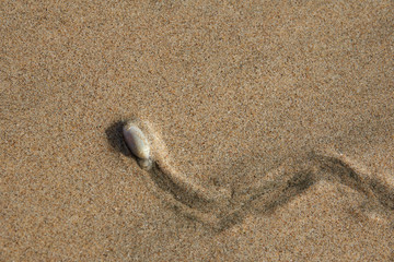 Fototapeta na wymiar The sea snail in the sand creeps and leaves a trace