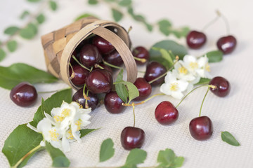 Wicker small basket full of cherries and spill out berry on a light background, flowers and leaves, top view. Concept of healthy food, detox, vitamins, dieting, summer
