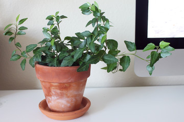 English ivy houseplant in terra cotta pot on desk table