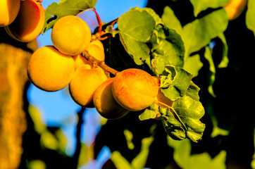 Summer Apricot fruits on tree