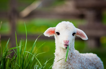 portrait of cute little lamb grazing in green spring meadow