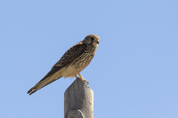 Ave rapaz cernícalo vulgar (Falco tinnunculus) posado en un tronco
