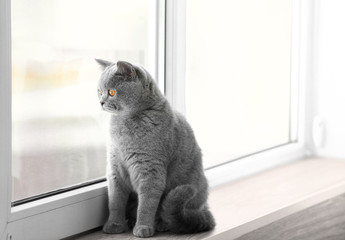 Cute funny cat on window sill
