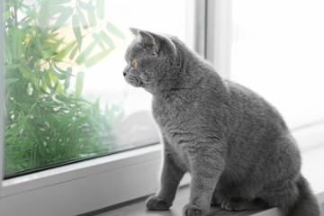 Cute funny cat on window sill