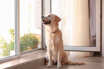 Cute dog near open window at home