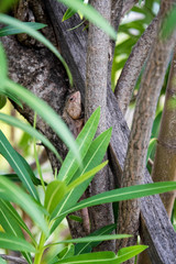 Eidechse auf Baumstamm versteckt hinter Blättern