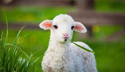 portrait of cute little lamb grazing in green spring meadow