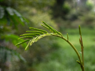 pine branch, close-up, macro