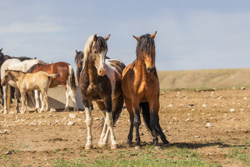 Fototapeta premium Wild Horses in Summer in the Utah Desert