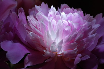 fresh pink peonies close-up