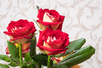 Red roses in the room on a blurry background. Flowers for greetings and decorations of the holidays_