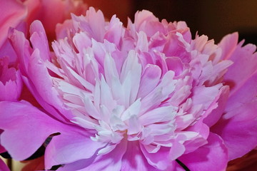 fresh pink peonies close-up