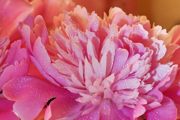 fresh pink peonies water drops close-up