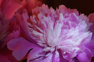 fresh pink peonies water drops close-up