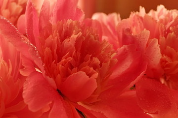 fresh pink peonies water drops close-up
