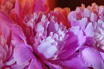fresh pink peonies water drops close-up