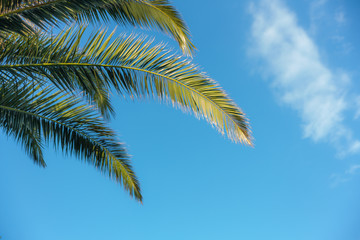 Fototapeta na wymiar Palm trees on blue sky and white clouds