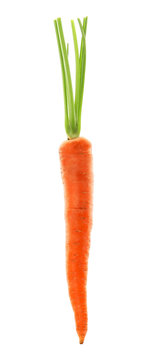 Ripe fresh carrot on white background
