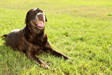 Cute brown labrador retriever outdoors on sunny day