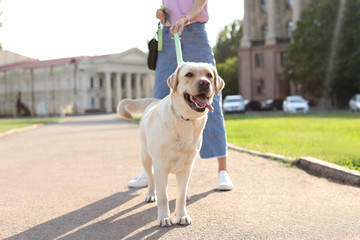 Owner walking her yellow labrador retriever outdoors
