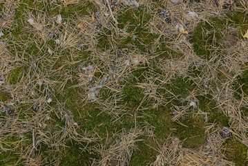 natural texture of green moss and fallen brown pine needles with cones