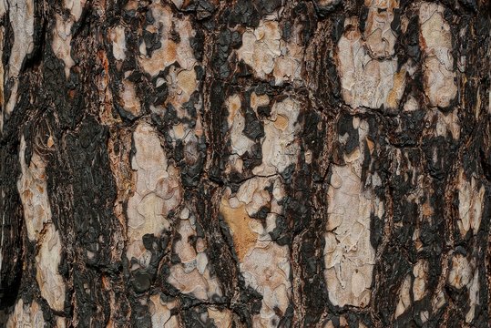black brown vegetal texture of burnt pine bark