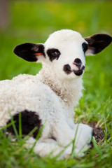 Obraz premium portrait of cute little lamb grazing in green spring meadow