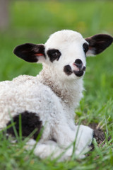 Obraz premium portrait of cute little lamb grazing in green spring meadow