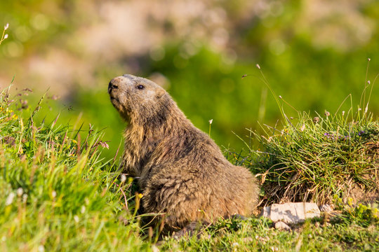 Curious alpine marmot in alarm position.