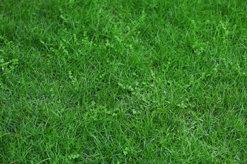 Green lawn in garden on sunny day