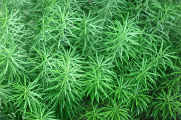 Green plant at tropical resort on sunny day