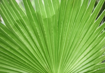 Obraz premium Beautiful tropical palm leaf, closeup