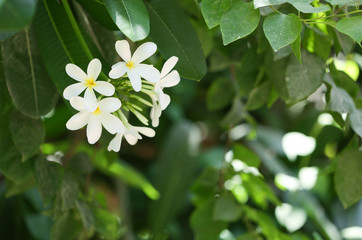 Obraz na płótnie Canvas Beautiful white flowers at tropical resort on sunny day