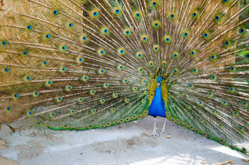 Obraz premium peacock with tail dissolved