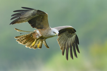 On the fly spring/Black Kite
