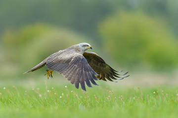 On the fly spring/Black Kite