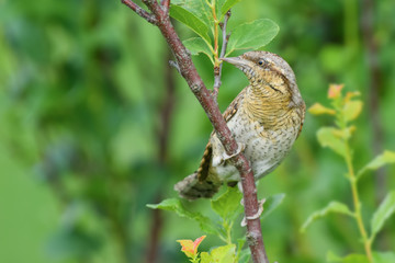 Spring time on the twig\Eurasian Wryneck