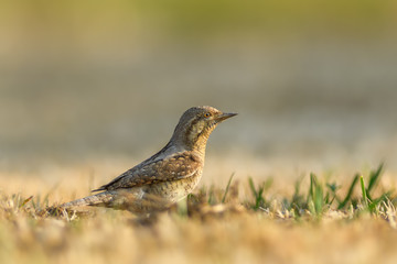 In the morning sun on the meadow\Eurasian Wryneck