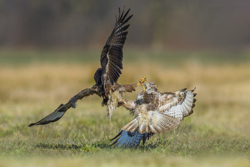 Fight in the meadow/Common Buzzard