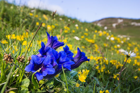 Close-up of gentian flowers in the European Alps