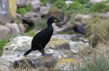 eens kijken in het struikgewas