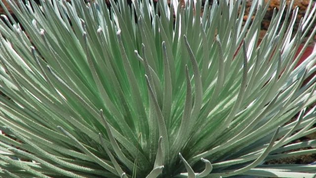 Close-Up: Ball-Shaped Succulent