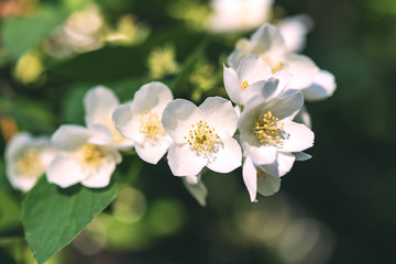 Close-up Flowers of white Jasmine at a Garden