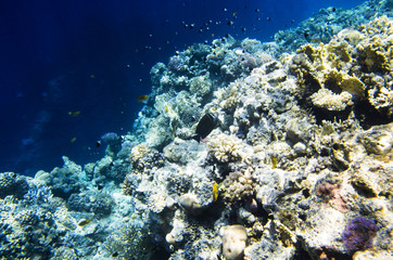 The ridge of the coral reef in the Red Sea