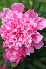 Pink bright paeonia flowering in summer garden