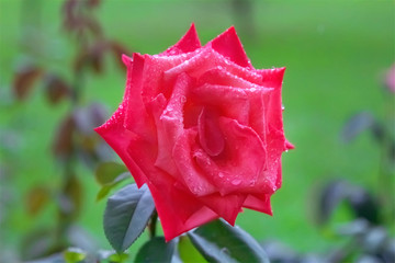 One red rose flower with drops of rain.