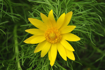 yellow flower of a spring pheasant´s eye