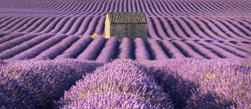 Fototapeta Panoramic view of lavender fields in Valensole with stone house in Summer. Alpes de Haute Provence, France
