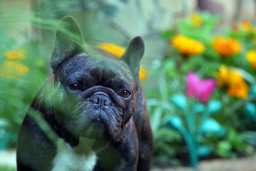 Black French Bulldog Garden 