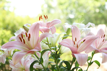Beautiful blooming lily flowers in garden, closeup - obrazy, fototapety, plakaty